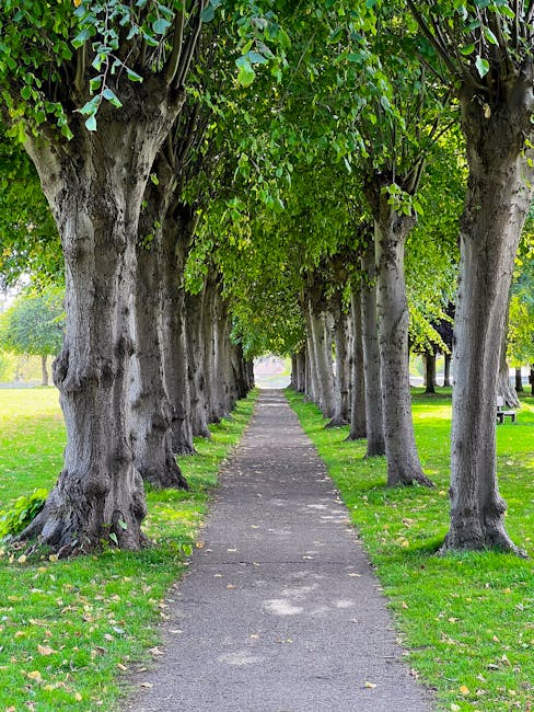 A straight urban pathway flanked on both sides by mature trees with thick, textured trunks and lush green foliage forming a canopy overhead. The narrow, paved walkway runs through a well-maintained grassy area with some fallen leaves scattered along its length. In the background, the path continues toward the horizon, where more trees are visible under a bright, clear sky. The scene is well-lit with natural daylight, creating a peaceful and shaded environment suitable for outdoor walking or leisurely strolls. This setting exemplifies a typical tree-lined street often encountered in residential areas, suitable for house removals and home relocation services by companies like Man and Van Crofton Park, who handle furniture transport and packing during moving processes.