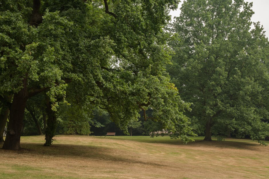A peaceful park scene with large, mature green trees featuring dense foliage, and a gently sloping grassy area with patches of brown grass. In the background, there is a small building partially obscured by the trees. The image is well-lit with natural daylight, showcasing the calm environment conducive to outdoor activities or resting. The scene provides a natural setting often associated with residential neighbourhoods like Honor Oak Park and Crofton Park, aligning with house removals and moving services by Man and Van Crofton Park, who may assist clients relocating nearby, managing home relocation and furniture transport within such parkland environments.