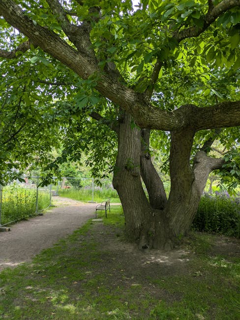 A peaceful park scene with large, mature green trees featuring dense foliage, and a gently sloping grassy area with patches of brown grass. In the background, there is a small building partially obscured by the trees. The image is well-lit with natural daylight, showcasing the calm environment conducive to outdoor activities or resting. The scene provides a natural setting often associated with residential neighbourhoods like Honor Oak Park and Crofton Park, aligning with house removals and moving services by Man and Van Crofton Park, who may assist clients relocating nearby, managing home relocation and furniture transport within such parkland environments.