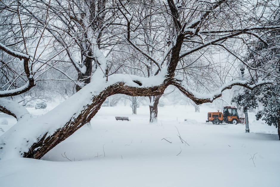 A snow-covered park scene with a large, bent tree in the foreground, its branches coated in snow. The ground and surrounding area are blanketed in white snow, with a park bench partially visible behind the tree on the left. In the background, there is an orange and black flatbed truck parked on a snowy pathway, near some smaller trees and a streetlamp, indicating winter weather conditions. The scene appears quiet and still, with no active moving objects, suitable for illustrating the need for careful planning during home relocation or furniture transport in winter conditions. Man and Van Crofton Park might use such an image to highlight winter moving logistics and the importance of efficient loading and transport processes if handling house removals during snow or challenging weather. The overall environment emphasizes the importance of safety and preparedness when executing delicate packing and moving operations in snowy conditions.